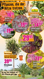 Blumen im Hornbach Prospekt in Castrop-Rauxel Aktueller Hornbach Prospekt mit Blumen, "Dir ist vieles Latte. Nur nicht Dein Garten.", Seite 10