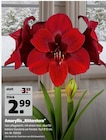 Amaryllis im Hagebaumarkt Prospekt Amaryllis „Ritterstern“ im aktuellen Hagebaumarkt Prospekt für 2,99 €