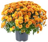 Aktuelles Chrysanthemen Busch oder Enzian Angebot bei REWE in Düsseldorf ab 3,49 €