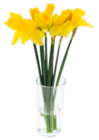 Englische Narzissen  im aktuellen Marktkauf Prospekt für 0,99 €