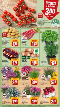 Pflanzen im aktuellen REWE Prospekt (Krefeld) Pflanzen im REWE Prospekt "Dein Markt" mit 28 Seiten (Krefeld)