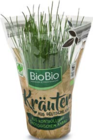 Kräutertopf im Angebot bei Netto Marken-Discount in Rostock Kräutertopf Angebote von BioBio bei Netto Marken-Discount Rostock für 2,50 €