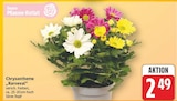 Chrysantheme Karneval für 2,49 € bei E center im Angebot Chrysantheme Karneval im aktuellen E center Prospekt