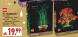 Glücksbambus im Angebot bei Marktkauf in Detmold Glücksbambus Angebote von LEGO bei Marktkauf Detmold für 19,99 €