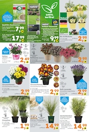 Aktueller Globus-Baumarkt Prospekt mit Blumen, "Immer eine Idee besser", Seite 5
