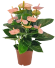 Aktuelle Palme Angebote bei Kaufland in Köln Aktuelles Kokospalme Angebot bei Kaufland in Köln ab 10,99 €