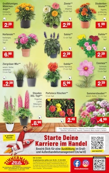 Hortensie im Zimmermann Prospekt "Mehr als Du denkst!" mit 10 Seiten (Magdeburg)