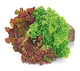 Aktuelle Gemüse Angebote bei REWE in Saarbrücken Aktuelles Wurzelsalat Salattrio Angebot bei REWE in Saarbrücken ab 1,29 €