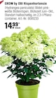 Rispenhortensie Angebote von GROW by OBI bei OBI Germering für 14,99 €