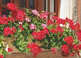 Jardineries du terroir Gex - Promo Géranium Lierre Double Promo Géranium Lierre Double à 12,99 € dans le catalogue Jardineries du terroir à Gex