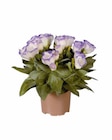 Eustoma im Lidl Prospekt Eustoma im aktuellen Lidl Prospekt für 2,49 €