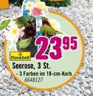 Seerose im Angebot bei Hornbach in Bielefeld Seerose Angebote von FloraSelf bei Hornbach Bielefeld für 23,95 €
