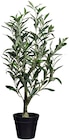 Aktuelle Blumentopf Angebote bei Rusta in Essen Aktuelles Sommerpflanzen im Topf Angebot bei Rusta in Essen ab 9,95 €