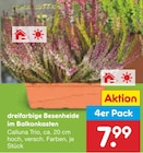 dreifarbige Besenheide im Balkonkasten im Netto Marken-Discount Prospekt dreifarbige Besenheide im Balkonkasten von im aktuellen Netto Marken-Discount Prospekt für 7,99 €
