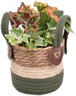 bepflanztes Gefäß Angebote bei REWE Kempen für 6,99 €
