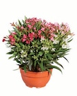 Oleander Trio für 14,99 € bei Lidl im Angebot Oleander Trio im aktuellen Lidl Prospekt