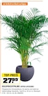 GOLDFRUCHTPALME (DYPSIS LUTESCENS) Angebote bei OBI Offenburg für 27,99 €