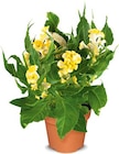 Netto Marken-Discount - Celosia Hahnenkamm Angebot im Prospekt Celosia Hahnenkamm bei Netto Marken-Discount im Prospekt "" für 2,99 €