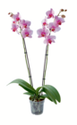 Aktuelles Schmetterlingsorchidee Angebot bei toom Baumarkt in Bielefeld ab 9,99 €
