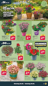 Blumen Angebot im Netto mit dem Scottie Prospekt, gültig von 26.05.2026 bis 30.05.2026 Blumen Angebot im aktuellen Netto mit dem Scottie Prospekt auf Seite 19