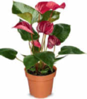 Flamingoblume im Angebot bei Netto Marken-Discount in Hamburg Flamingoblume Angebote bei Netto Marken-Discount Hamburg für 5,99 €