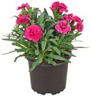 Geranie Angebote bei REWE Unna für 1,99 €