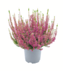 Knospenheide „Gardengirls" bei toom Baumarkt im Ahrensburg Prospekt für 1,99 €