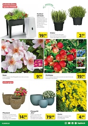 Blumentopf Angebot im aktuellen Hagebaumarkt Prospekt auf Seite 3