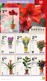 Plantes Angebote im Prospekt "Nouvelle année Nouvelles économies XXL" von Lidl auf Seite 31