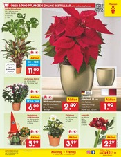 Stauden im Netto Marken-Discount Prospekt in Rastatt Aktueller Netto Marken-Discount Prospekt mit Stauden, "Aktuelle Angebote", Seite 13