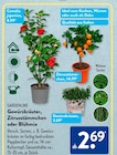 Gewürzkräuter, Zitrusstämmchen oder Blühmix von Gardenline im aktuellen ALDI SÜD Prospekt für 2,69 €