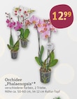 Aktuelles „Phalaenopsis“ Angebot bei tegut in Augsburg ab 12,99 €