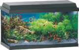 Promo Kit de démarrage Aquarium 60 à 80,00 € dans le catalogue Maxi Zoo à Saint-Dié-des-Vosges