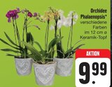 Aktuelles Orchidee Phalaenopsis Angebot bei E center in Nürnberg ab 9,99 €