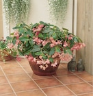 Jardiland Châtellerault - Promo Bégonia "Summer wings" Promo Bégonia "Summer wings" à 14,99 € dans le catalogue Jardiland à Châtellerault