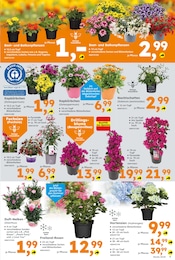 Engel Angebot & Preis im aktuellen Globus-Baumarkt Prospekt Engel Angebot im aktuellen Globus-Baumarkt Prospekt auf Seite 5