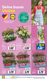 Blumenampel Angebot im aktuellen Lidl Prospekt auf Seite 8