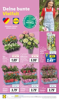 Gartenpflanzen im Lidl Prospekt "LIDL LOHNT SICH" mit 61 Seiten (Köln)