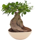 Penny Hemer - Ginseng-Bonsai Angebot im Prospekt Ginseng-Bonsai bei Penny im Hemer Prospekt für 9,99 €