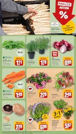 Pilze im REWE Prospekt in Ulm Aktueller REWE Prospekt mit Pilze, "Dein Markt", Seite 11