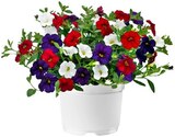 Zauberglöckchen im Angebot bei REWE in Kiel Zauberglöckchen Angebote bei REWE Kiel für 2,29 €