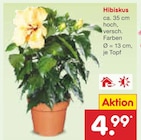 Hibiskus im Netto Marken-Discount Prospekt Hibiskus im aktuellen Netto Marken-Discount Prospekt für 4,99 €