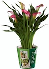Calla - Lidl à Angers Calla en promo chez Lidl Angers à 4,29 €