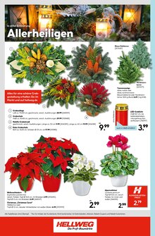 Adventskranz im aktuellen Hellweg Prospekt (Hamm) Adventskranz im Hellweg Prospekt "Die Profi-BaumÀrkte" mit 24 Seiten (Hamm)