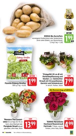 Kartoffeln im E center Prospekt in Villingen-Schwenningen Aktueller E center Prospekt mit Kartoffeln, "Aktuelle Angebote", Seite 13