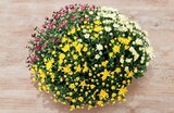 Promo Chrysantheme tricolore à 10,49 € dans le catalogue U Express à Morlaàs
