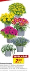 toom Baumarkt - Sommerblumen Angebot im Prospekt Sommerblumen bei toom Baumarkt im Prospekt "" für 2,49 €