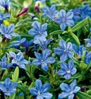 Steinsame Angebote bei toom Baumarkt Eisenach für 5,99 €