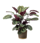 Korbmarante Angebote bei toom Baumarkt Recklinghausen für 24,99 €