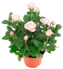 Gartenlavendel oder Topfrose Angebote bei EDEKA Kiel für 3,99 €